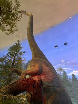 福井県立恐竜博物館に投稿された画像（2025/6/10）