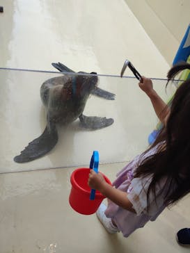 新江ノ島水族館に投稿された画像（2025/6/10）