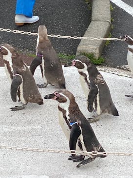 越前松島水族館に投稿された画像（2025/6/10）