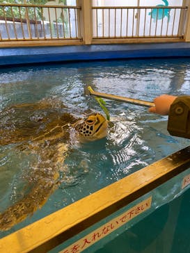 越前松島水族館に投稿された画像（2025/6/10）