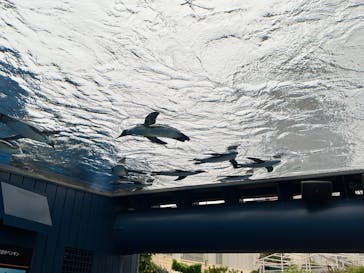 サンシャイン水族館に投稿された画像（2025/6/10）