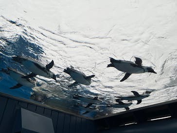サンシャイン水族館に投稿された画像（2025/6/10）