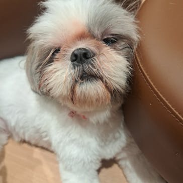 ぶさかわcafe 京都河原町店に投稿された画像（2025/6/10）