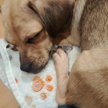 ぶさかわcafe 京都河原町店に投稿された画像（2025/6/10）