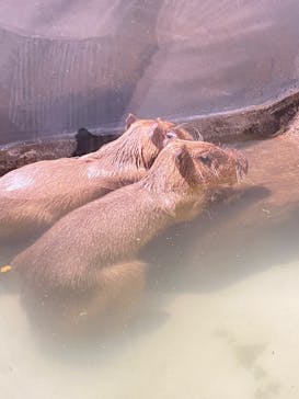 マクセル アクアパーク品川に投稿された画像（2025/6/10）