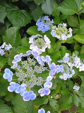 横浜イングリッシュガーデンに投稿された画像（2025/6/10）