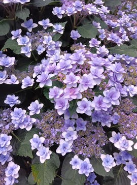 横浜イングリッシュガーデンに投稿された画像（2025/6/10）