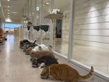 Cat Café MOFF 静岡PARCO店に投稿された画像（2025/6/10）