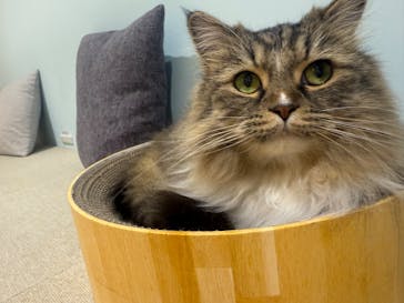 Cat Café MOFF 静岡PARCO店に投稿された画像（2025/6/10）