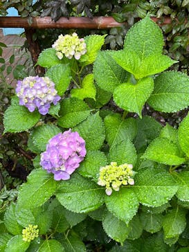 横浜イングリッシュガーデンに投稿された画像（2025/6/10）