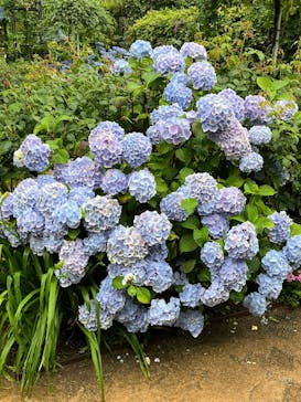 横浜イングリッシュガーデンに投稿された画像（2025/6/10）