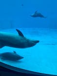 名古屋港水族館に投稿された画像（2025/6/11）