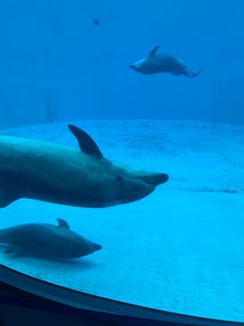 名古屋港水族館に投稿された画像（2025/6/11）