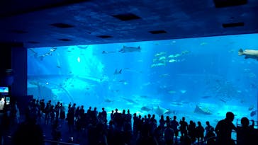沖縄美ら海水族館に投稿された画像（2025/6/11）