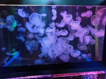 越前松島水族館に投稿された画像（2025/6/11）