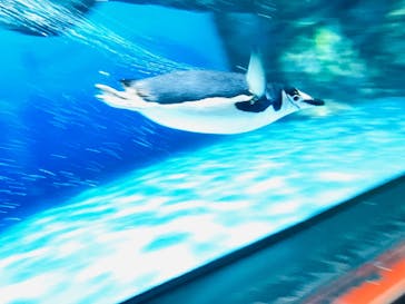 横浜・八景島シーパラダイス　プレジャーランドに投稿された画像（2025/6/11）