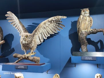 特別展「鳥～ゲノム解析が解き明かす新しい鳥類の系統～」に投稿された画像（2025/6/11）