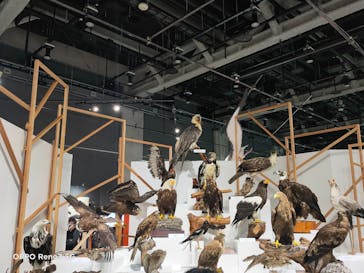 特別展「鳥～ゲノム解析が解き明かす新しい鳥類の系統～」に投稿された画像（2025/6/11）