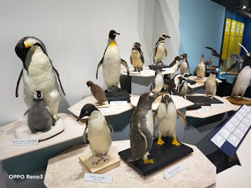 特別展「鳥～ゲノム解析が解き明かす新しい鳥類の系統～」に投稿された画像（2025/6/11）