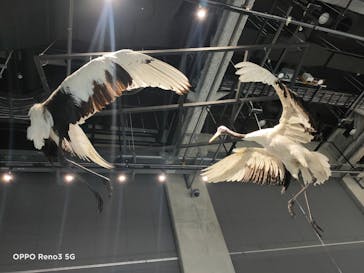 特別展「鳥～ゲノム解析が解き明かす新しい鳥類の系統～」に投稿された画像（2025/6/11）