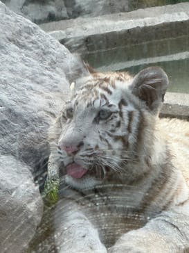 東武動物公園に投稿された画像（2025/6/11）