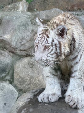 東武動物公園に投稿された画像（2025/6/11）