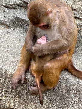 東武動物公園に投稿された画像（2025/6/11）