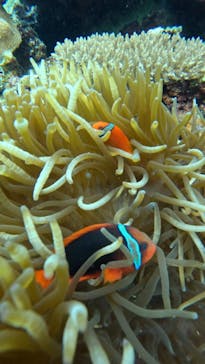  マリンショップHAPPYに投稿された画像（2025/6/11）