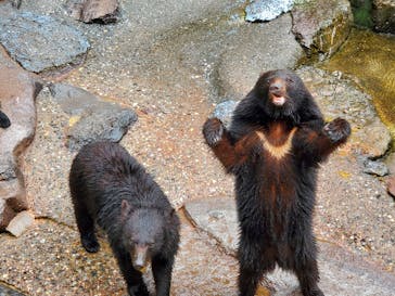 奥飛騨クマ牧場に投稿された画像（2025/6/11）