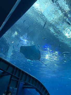沖縄美ら海水族館に投稿された画像（2025/6/11）
