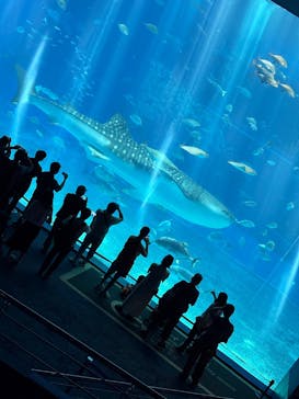 沖縄美ら海水族館に投稿された画像（2025/6/11）