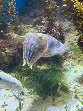 沖縄美ら海水族館に投稿された画像（2025/6/11）