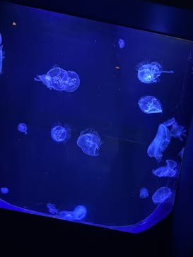 沖縄美ら海水族館に投稿された画像（2025/6/11）