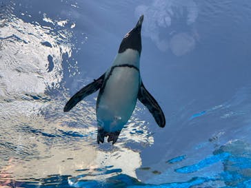 サンシャイン水族館に投稿された画像（2025/6/11）