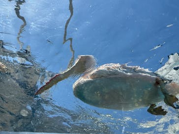 サンシャイン水族館に投稿された画像（2025/6/11）