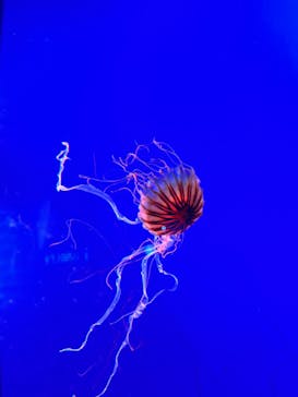 新江ノ島水族館に投稿された画像（2025/6/11）