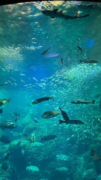 新江ノ島水族館に投稿された画像（2025/6/11）