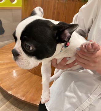 いぬカフェRio イオンモール福岡店に投稿された画像（2025/6/12）