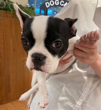 いぬカフェRio イオンモール福岡店に投稿された画像（2025/6/12）