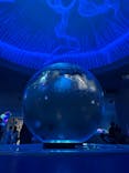 新江ノ島水族館に投稿された画像（2025/6/12）