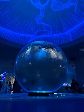 新江ノ島水族館に投稿された画像（2025/6/12）