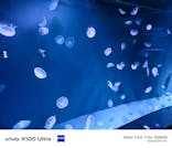 サンシャイン水族館に投稿された画像（2025/6/12）