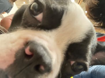 いぬカフェRio イオンモール福岡店に投稿された画像（2025/6/12）