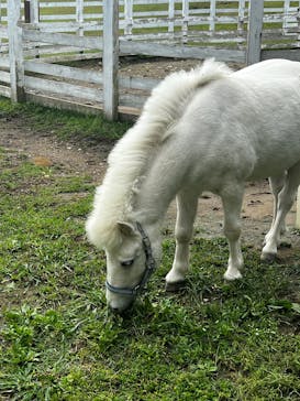 NESTA RESORT KOBE（ネスタリゾート神戸）に投稿された画像（2025/6/12）