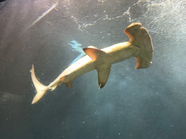 葛西臨海水族園に投稿された画像（2025/6/12）