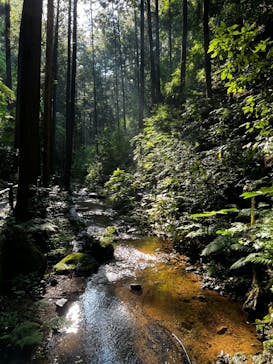 高福寺に投稿された画像（2025/6/12）