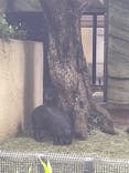 恩賜上野動物園に投稿された画像（2025/6/12）