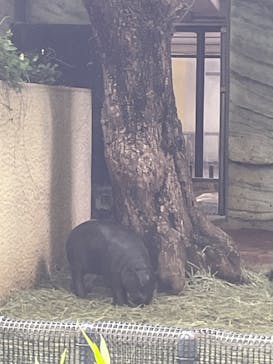 恩賜上野動物園に投稿された画像（2025/6/12）