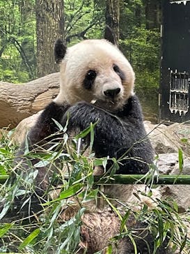 恩賜上野動物園に投稿された画像（2025/6/12）