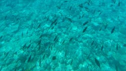 株式会社マリン観光開発に投稿された画像（2025/6/12）